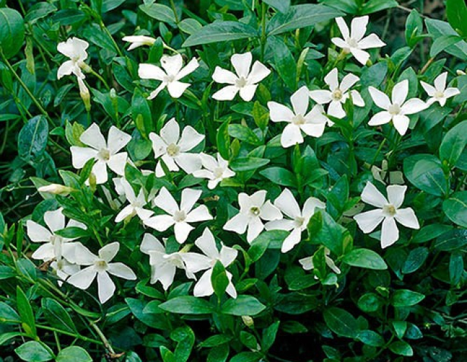 Zimozeleň ´Gertrude Jekyll´