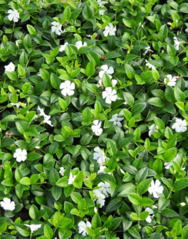 Zimozeleň ´Gertrude Jekyll´
