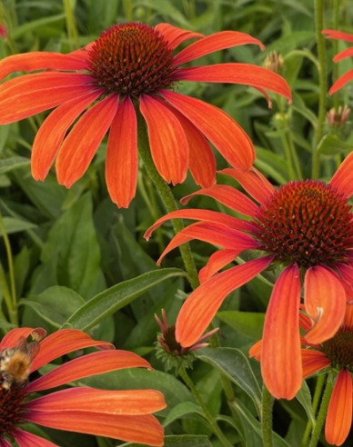 Echinacea ´Julia´