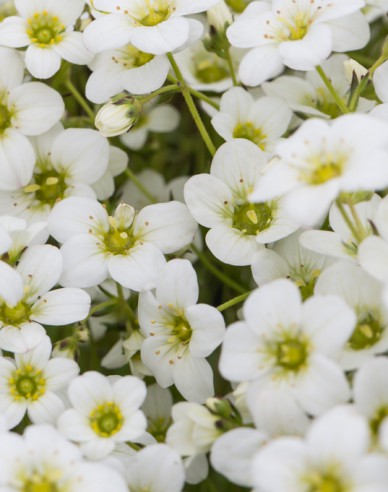 Lomikameň ´Rockies White´