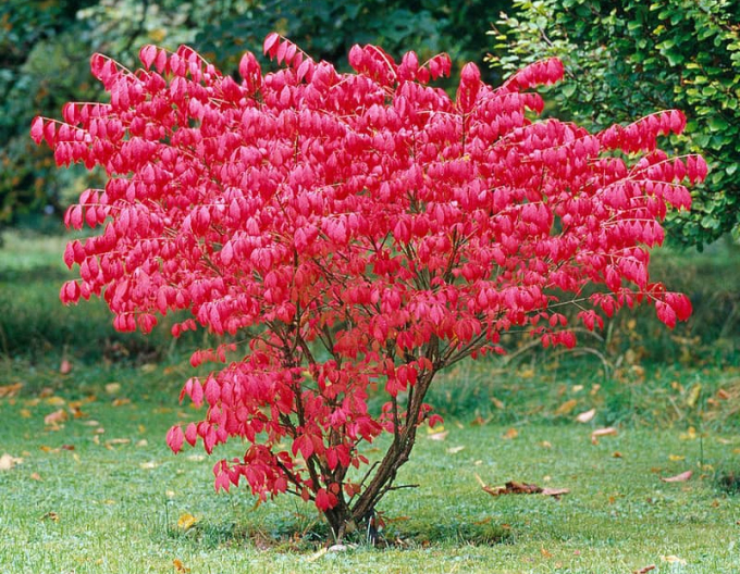 Bršlen krídlatý ´Compactus´ 120/130cm