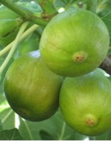 Figovník ´Brogiotto Bianco´ na kmienku