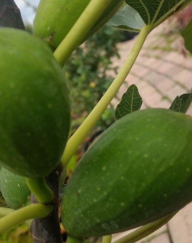 Figovník ´Brogiotto Bianco´ na kmienku