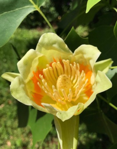 Ľaliovník tulipánokvetý  (Liriodendron tulipifera)