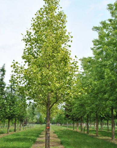 Ľaliovník tulipánokvetý  (Liriodendron tulipifera)