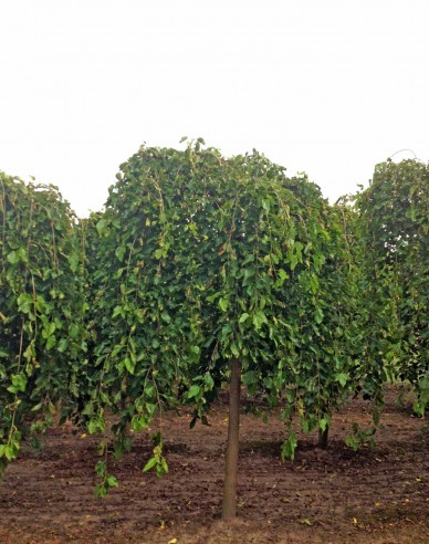 Moruša previslá biela (čierne plody)