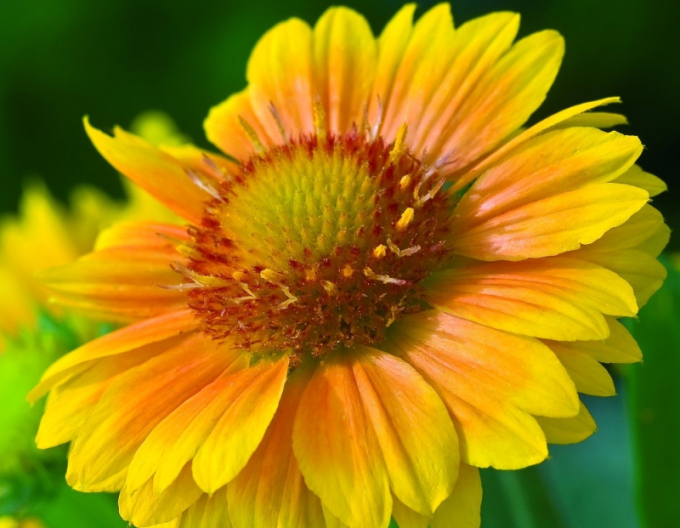 Kokarda ’Arizona Yellow’