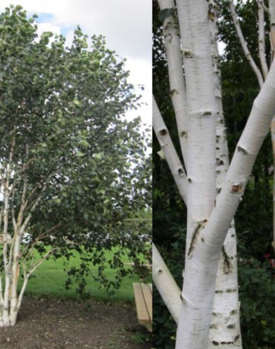 Breza himalájska viackmeň