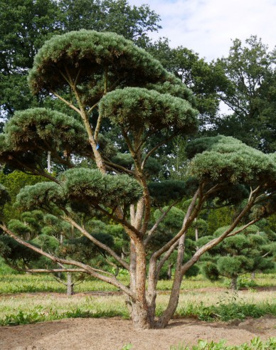 Borovica lesná ´Watererii´ bonsaj