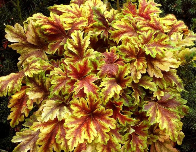 Heucherella ´Solar Power´