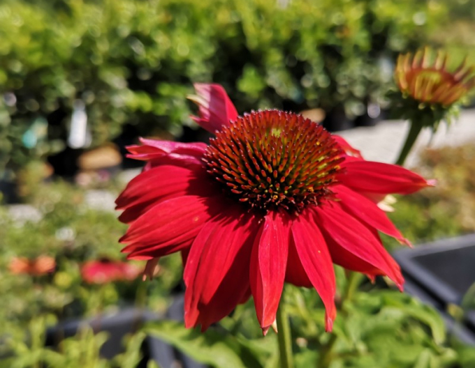 Echinacea purpurea ’Lakota Red’