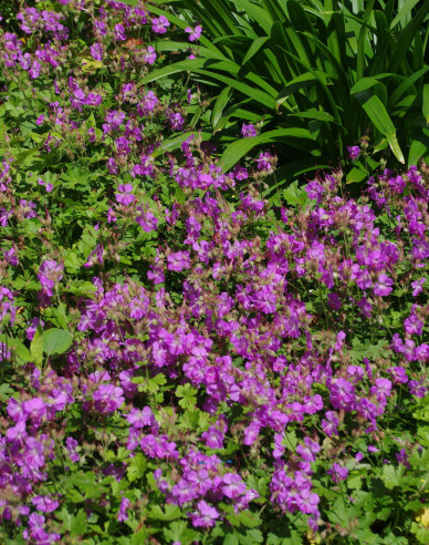 Pakosť kantabrijský ´Cambridge´