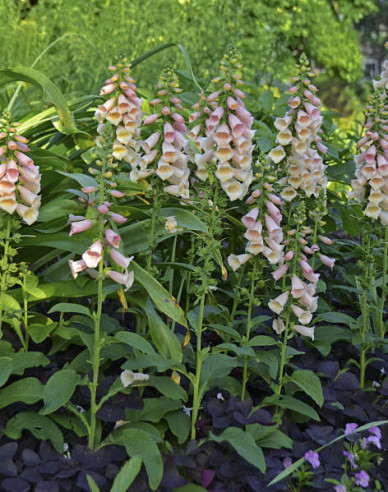 Náprstník ´Dalmatian Peach´