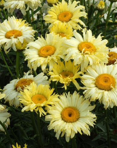 Margaréta ´Goldfinch´