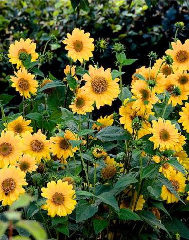 Slnečnica mnohokvetá ´Flying Saucers´