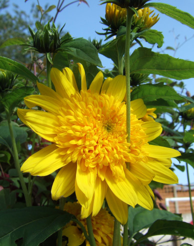 Slnečnica mnohokvetá ´Double Whammy´