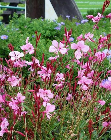 Gaura ´Gaudi Pink´