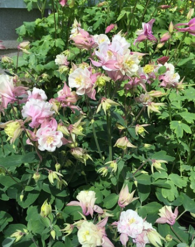 Orlíček ´Winky Double Rose White´