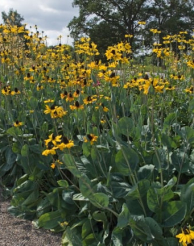 Rudbekia ´Maxima´
