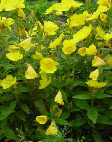 Pupalka ’Sonnenwende’