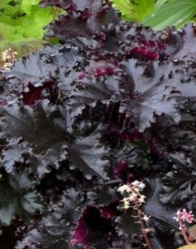 Heuchera ´Black Taffeta´