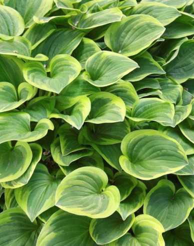 Hosta  ´Golden Tiara´