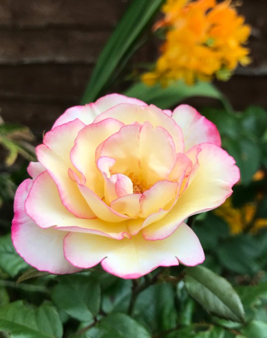 Ruža stromčeková ´Diana Princess of Wales´