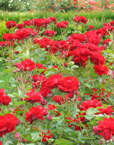 Ruža stromčeková ´Lili Marlen´