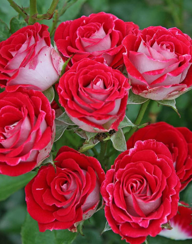 Ruža stromčeková ´Red White´