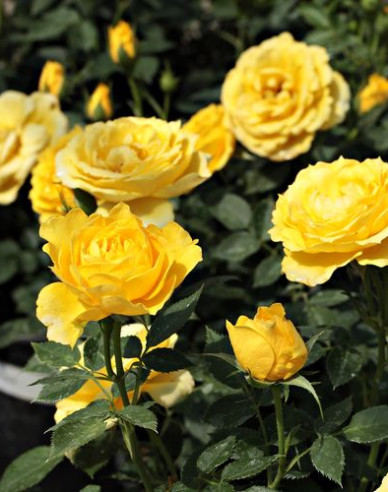 Ruža stromčeková ´Dorotka´