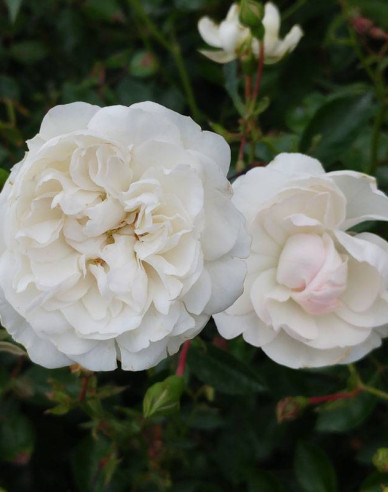 Ruža stromčeková previslá ´Swany´