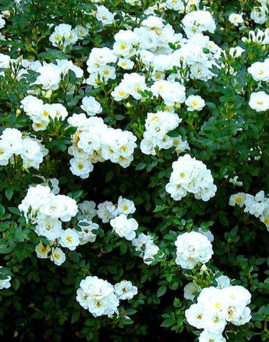 Ruža stromčeková previslá ´Swany´