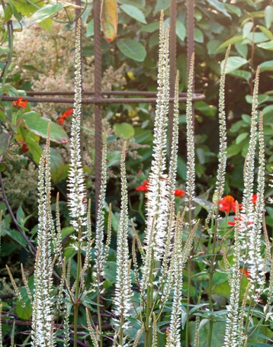 Veronicastrum ´Album´