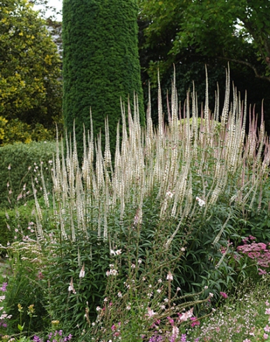 Veronicastrum ´Album´