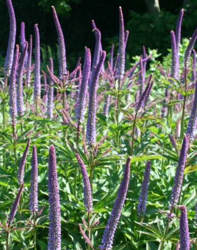 Veronicastrum ´Red Arrows´