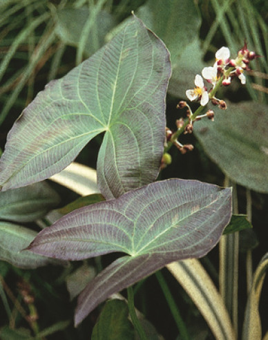 Šípovka obyčajná ´Silk Stockings´