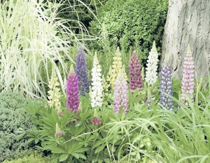 Lupína ’Camelot Mix’