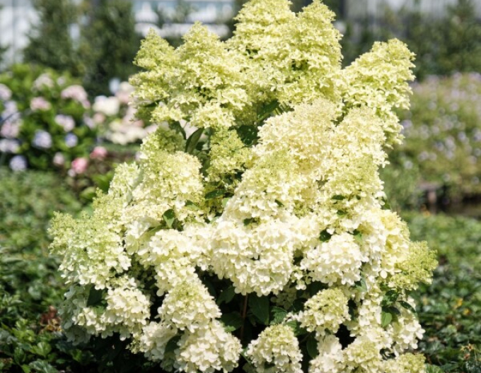 Hortenzia metlinatá ´Magical Lime Sparkle´