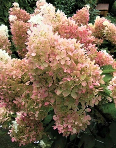 Hortenzia metlinatá ´Magical Lime Sparkle´