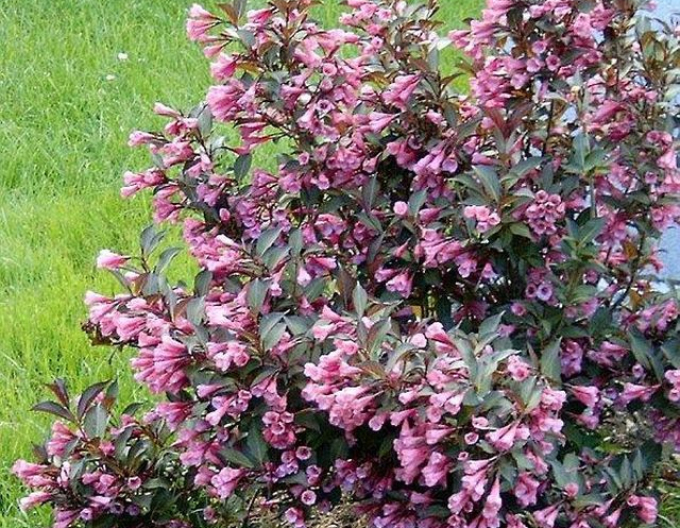 Vajgela kvetnatá ´Nana Purpurea´