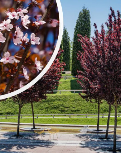 Slivka čerešňoplodá ´Nigra´