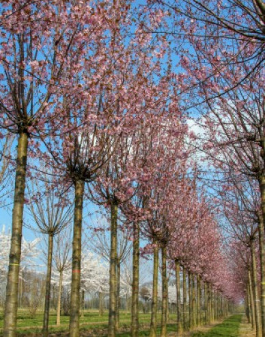 Čerešňa sargentova ´Rancho´