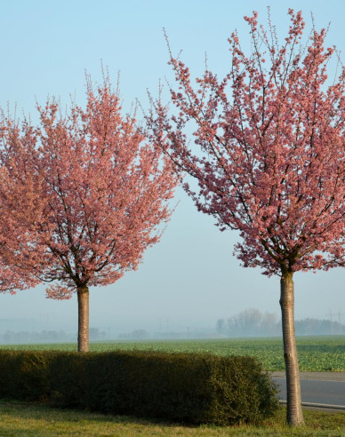 Čerešňa sargentova ´Rancho´