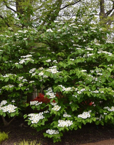 Kalina japonská ´Cascade´