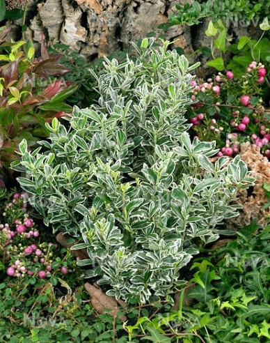 Bršlen japonský ´Grey Beauty´