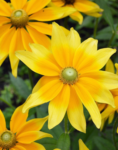Rudbekia hirta ´Yellow´