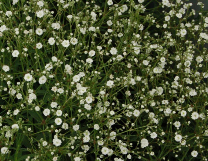 Gypsomilka metlinatá ´Summer Sparkles´