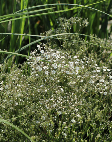 Gypsomilka metlinatá ´Summer Sparkles´