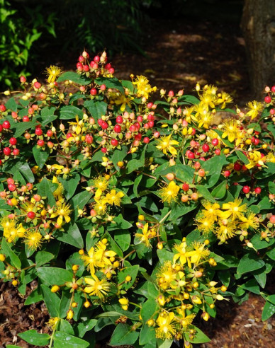 Ľubovník ´Magic Marbles Red´