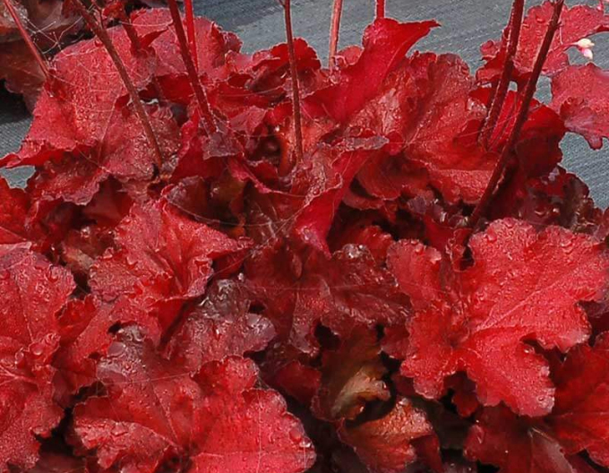 Heuchera ´Forever Red´